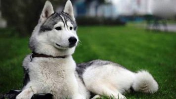 6-Huskies