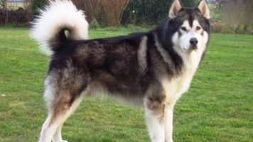 5- Alaskan Malamutes