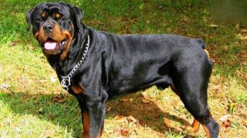 4- Rottweiler