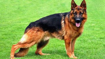3- German Shepherd