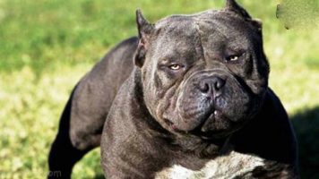 2- Pitbull