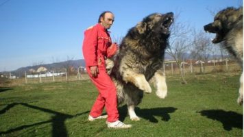 1- Caucasian Ovcharka