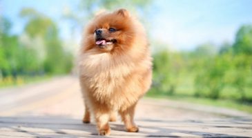 1. سگ پامرانین (Pomeranian)