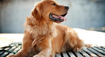 2. سگ رتریور طلایی (Golden Retriever)