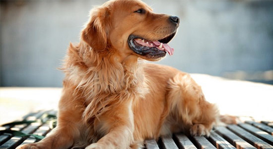 2. سگ رتریور طلایی  (Golden Retriever)