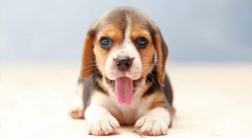 3. سگ بیگل (Beagle)