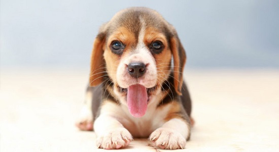 3. سگ بیگل  (Beagle)