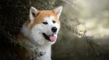 4. سگ آکیتا اینو (Akita Inu)