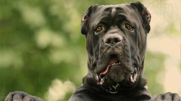 23- Cane Corso
