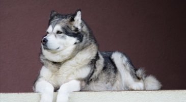 5. سگ مالاموت آلاسکایی  (Alaskan Malamute)