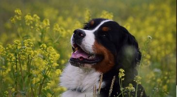 6. سگ برنس مانتین (Bernese Mountain Dog)