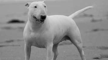 22- Bull Terrier