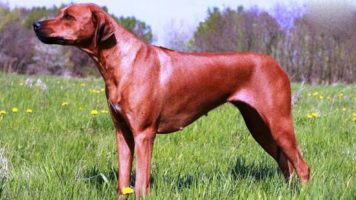 21- Rhodesian Ridgeback