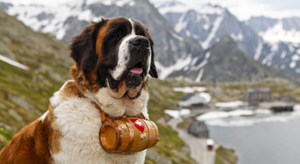 سگ نژاد سنت برنارد  (Saint Bernard)