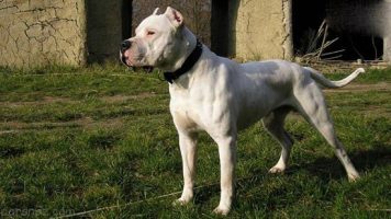 20- Dogo Argentino
