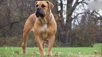 19- Boer Boel