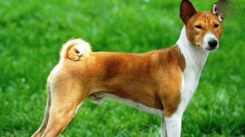 17- Basenji