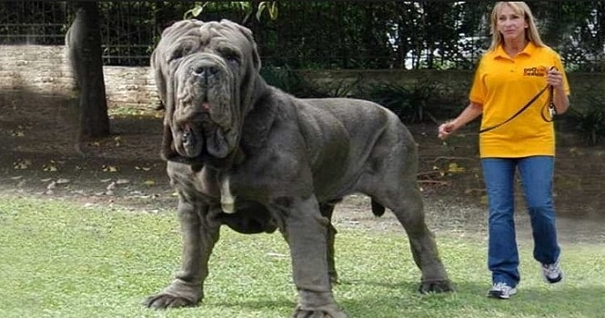 بزرگترین سگ های جهان ؛ بزرگتر از آنچه هستند که فکرش را می‌کنید!