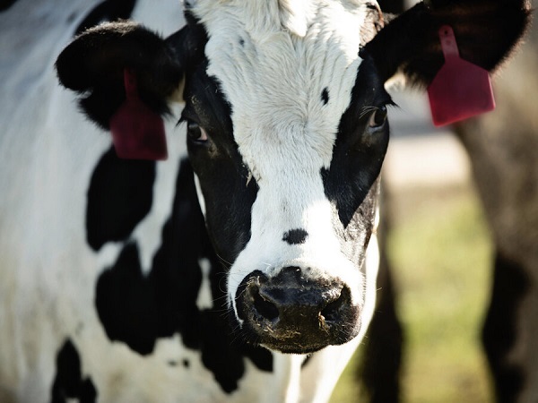 تولید پادتن کرونا از شیر گاو ؛ ماجرا چیست؟