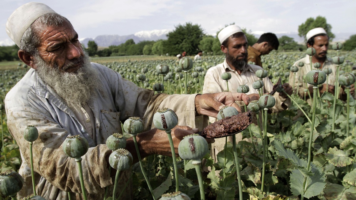 افزایش قیمت تریاک در پی برآمدن طالبان در افغانستان