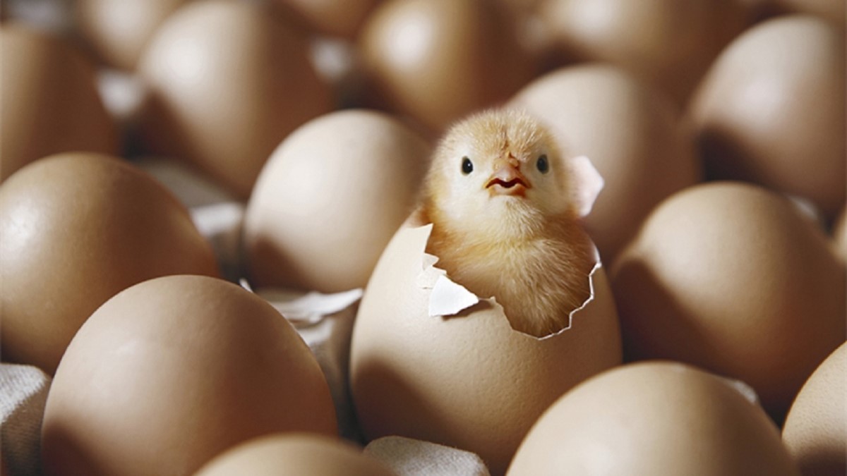توزیع اینترنتی مرغ و تخم مرغ ؛ ماجرا چیست؟