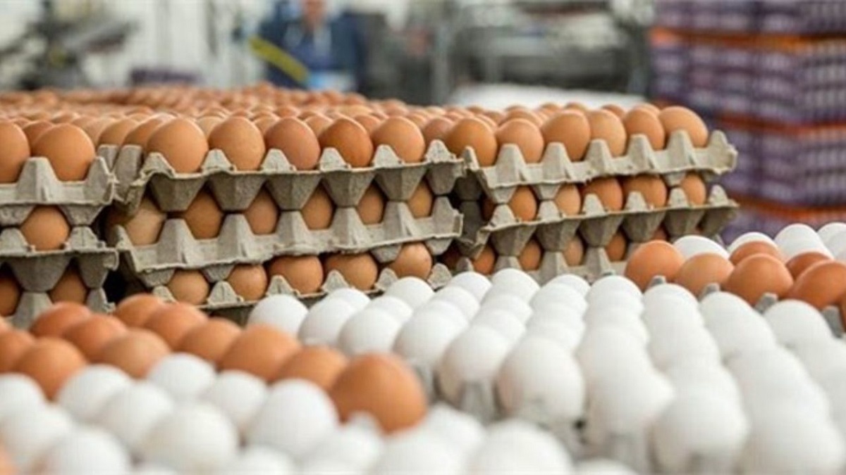 کلسترول خون با مصرف تخم مرغ افزایش نمی‌یابد