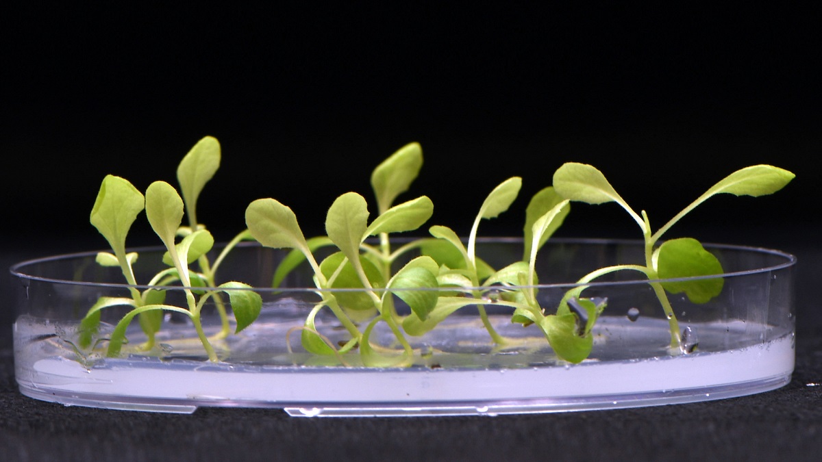 رشد گیاه بدون نور خورشید ممکن شد ؛ دستاورد جدید دانشمندان آمریکایی