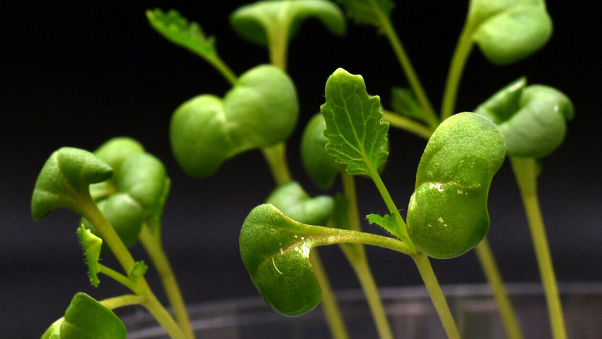 رشد گیاه بدون نور خورشید ممکن شد ؛ دستاورد جدید دانشمندان آمریکایی
