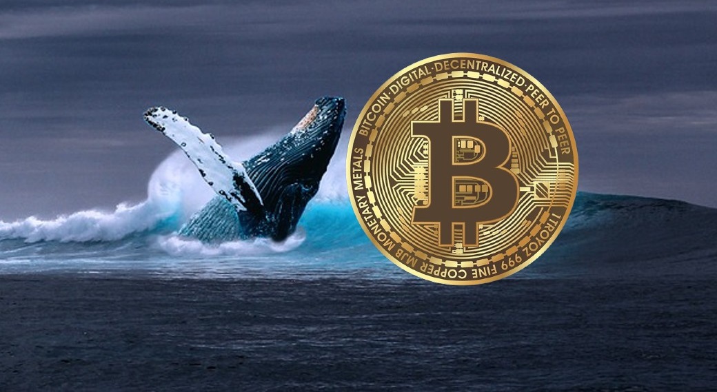 Increase addresses with more than 10,000 bitcoins;  Whales are accumulating heavy bitcoins