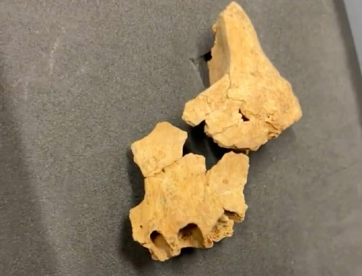 قدیمی ترین فسیل انسانی