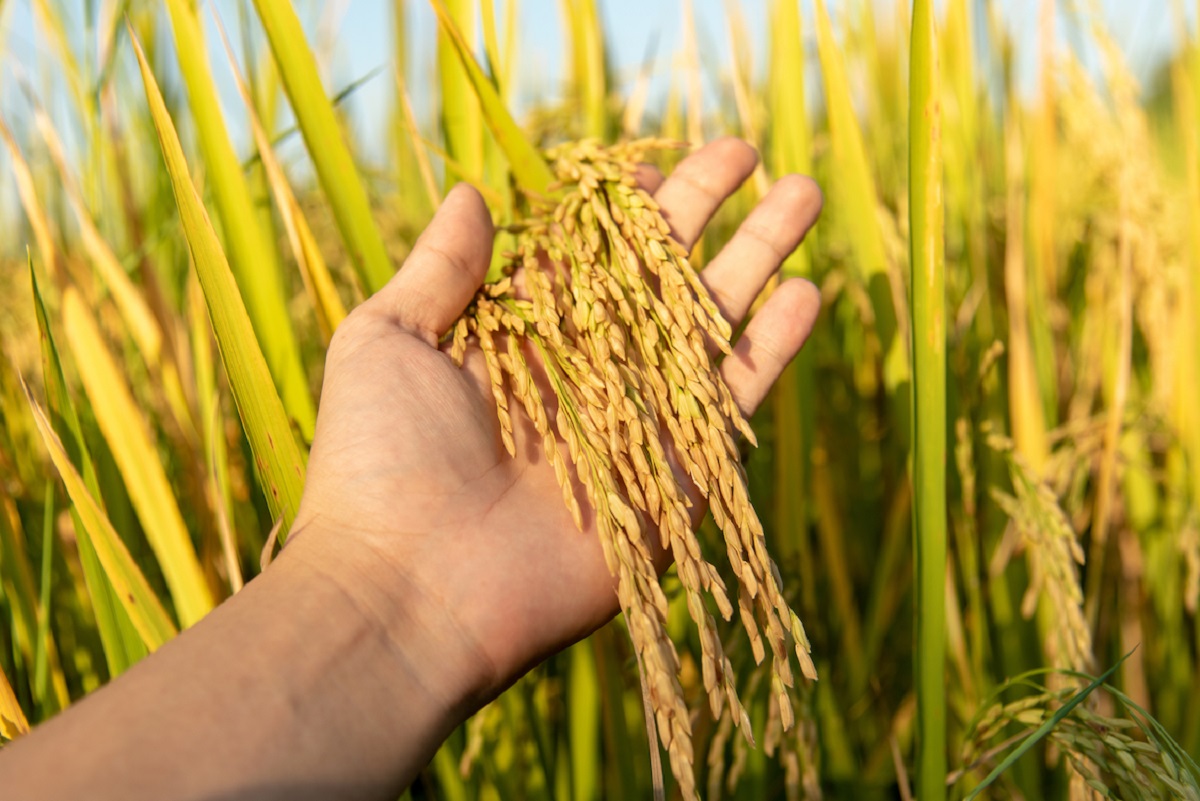 افزایش بازدهی گیاه برنج با دستکاری ژن