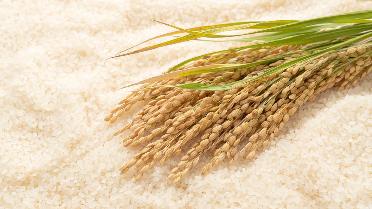 افزایش بازدهی گیاه برنج با دستکاری ژن آن توسط دانشمندان
