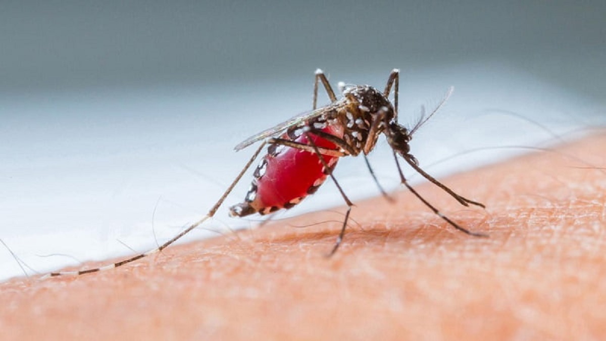 هشدار ظهور موج مالاریا در سراسر کشور