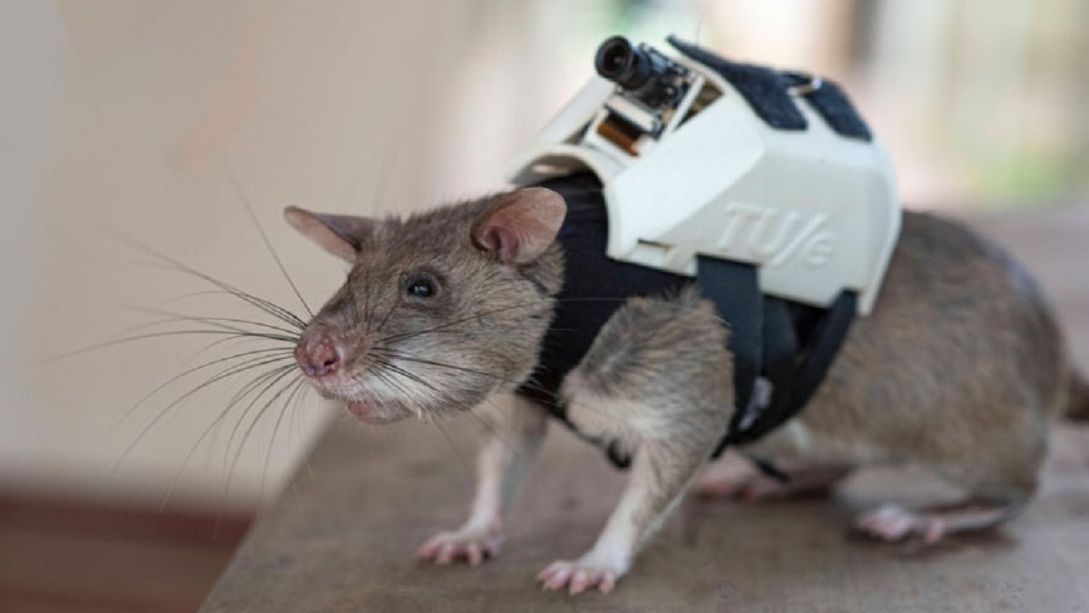 نجات افراد از زیر آوارها با موش‌های آموزش دیده!