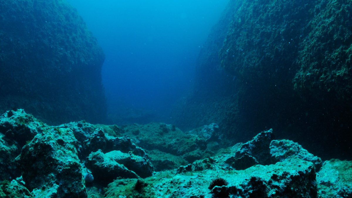 کشف گونه‌ای جدید از ماهی‌های ژرفازی در اعماق آب‌های آکتاما!