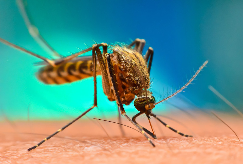 واکسن mRNA بیون‌تک برای مالاریا