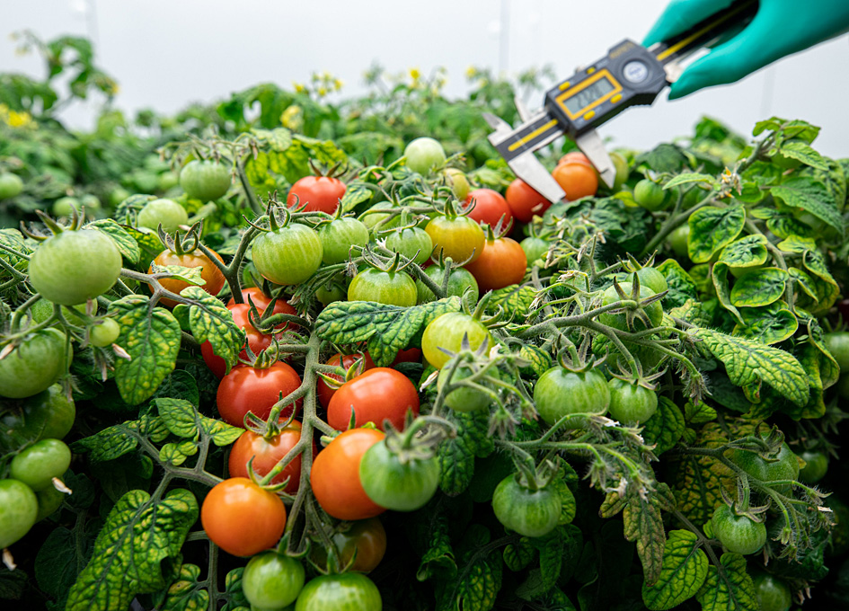 پرورش گوجه فرنگی در ایستگاه فضایی بین‌المللی