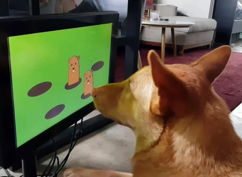 ساخت یک کنسول بازی برای سگ‌ها