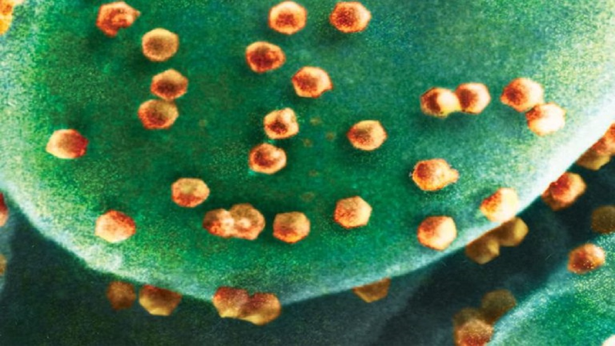 کشف یک میکروب ویروس خور ؛ راهی برای مقابله با بیماری‌های ویروسی؟