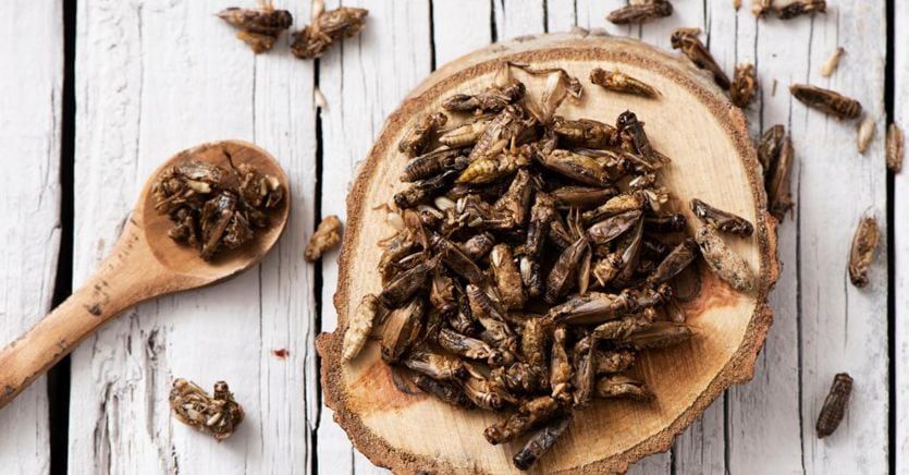 حشرات رسما وارد رژیم غذایی اروپایی‌ها شدند