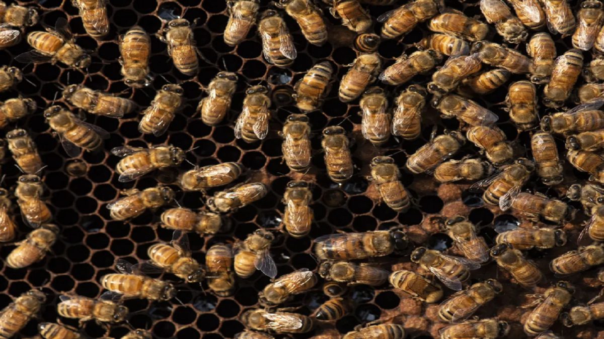 نخستین واکسن زنبور عسل جهان معرفی شد