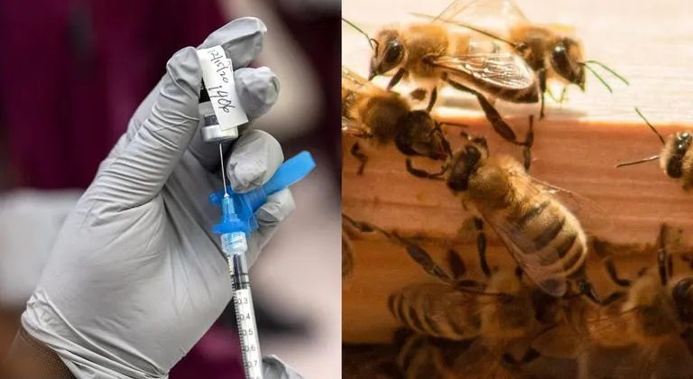 نخستین واکسن زنبور عسل جهان