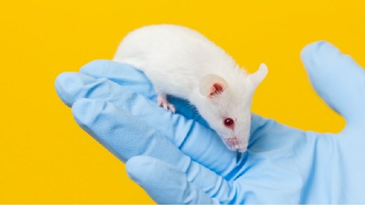 افزایش طول عمر موش با دستکاری ژنتیکی ممکن شد