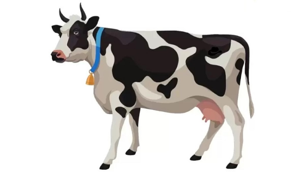 تست هوش : آیا میتوانید کلاه گاو چرون را در تصویر این گاو پیدا کنید؟ [+ جواب معما]