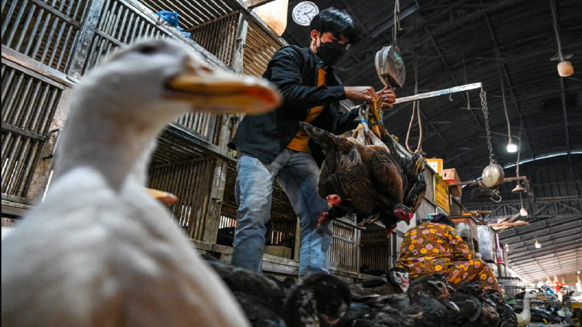 هشدار رسمی سازمان بهداشت جهانی در خصوص آنفولانزای پرندگان