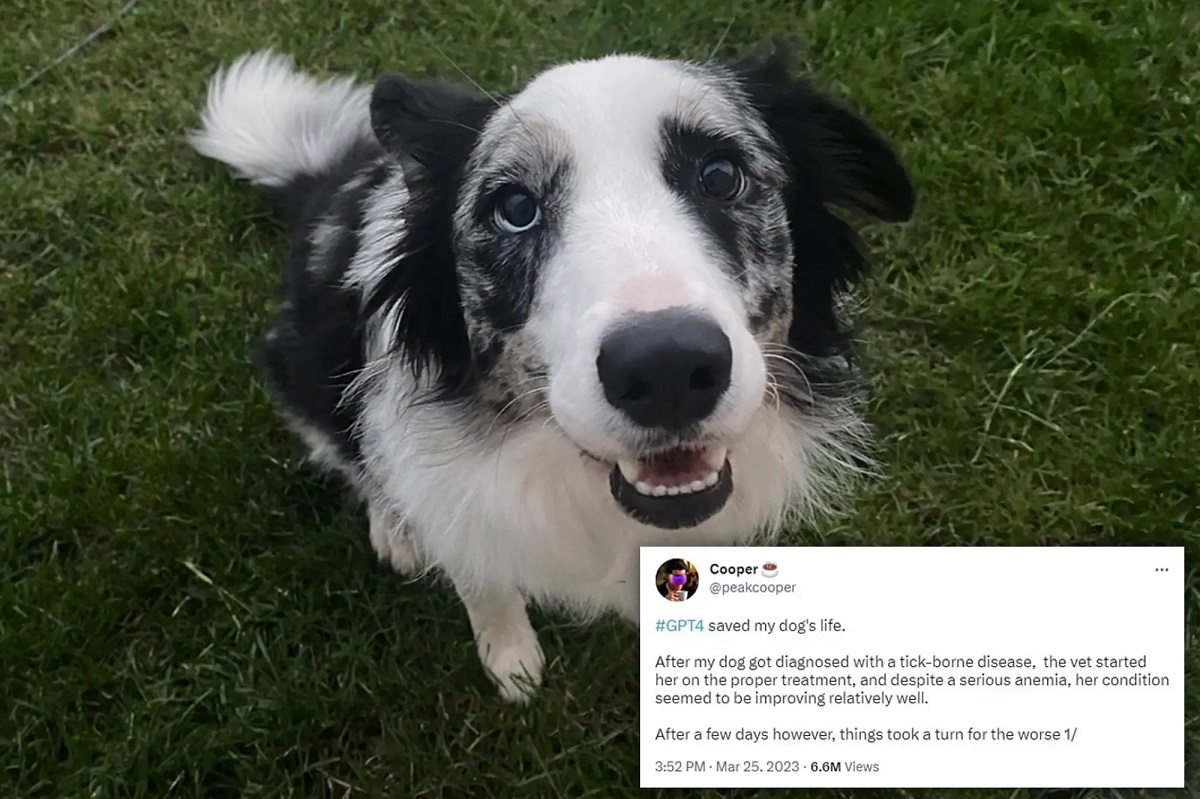 هوش مصنوعی ChatGPT با تشخیص درست علائم بیماری، جان یک سگ را نجات داد