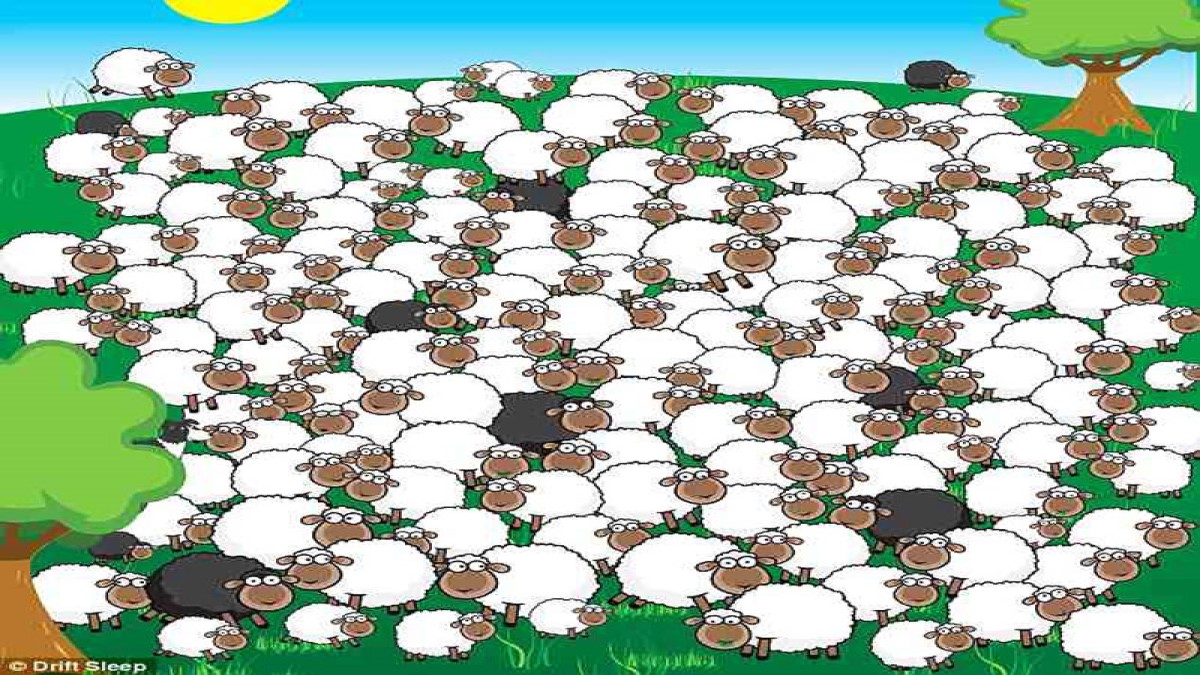 تست هوش : گوسفند خوابیده را در بین باقی گوسفندا پیدا کنید! [+ جواب معما]