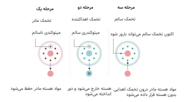 تولد نوزادی با DNA سه نفر در بریتانیا با استفاده از روش لقاح آزمایشگاهی