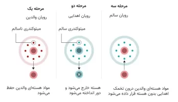 تولد نوزادی با DNA سه نفر در بریتانیا با استفاده از روش لقاح آزمایشگاهی