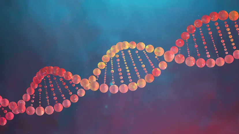 نقش حذف بخشی از ژنوم در سیر تکامل انسان‌های امروزی